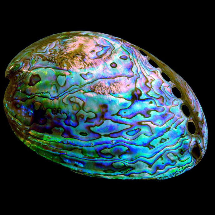 Polished Paua Shell